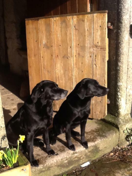 Bed and Breakfast Corndonford Farm Newton Abbot Exterior foto